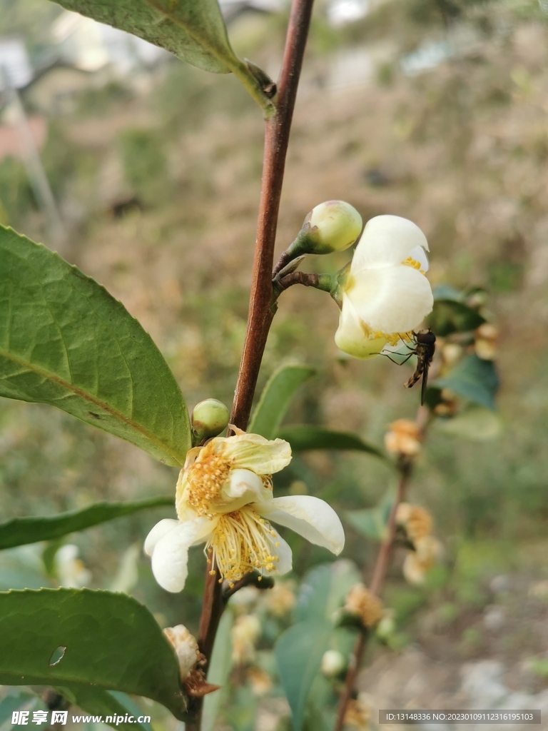 山茶花