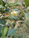 山茶花