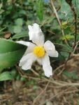 山茶花