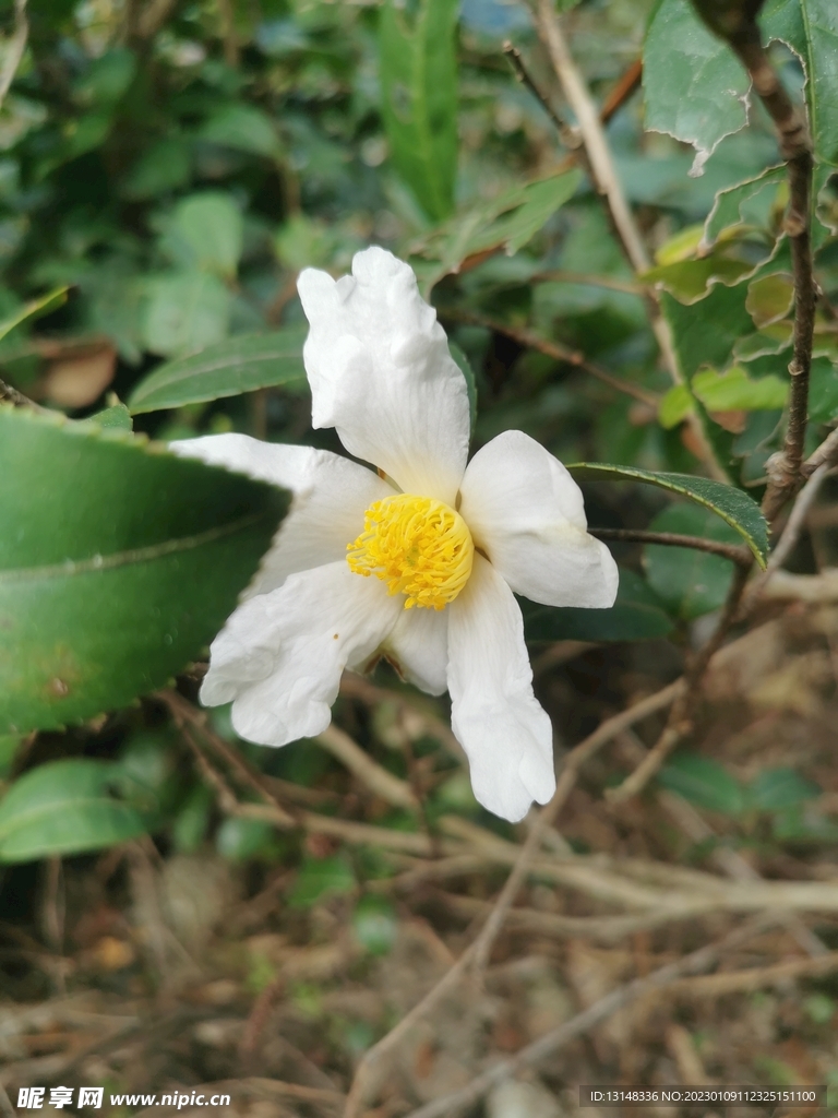 山茶花