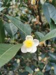 山茶花