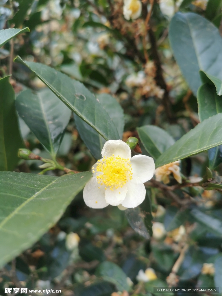 山茶花