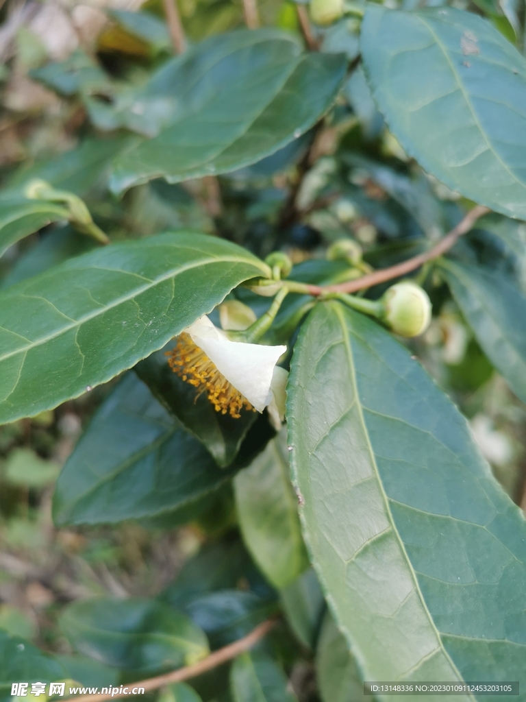 山茶花