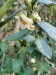 山茶花
