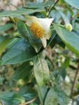 山茶花