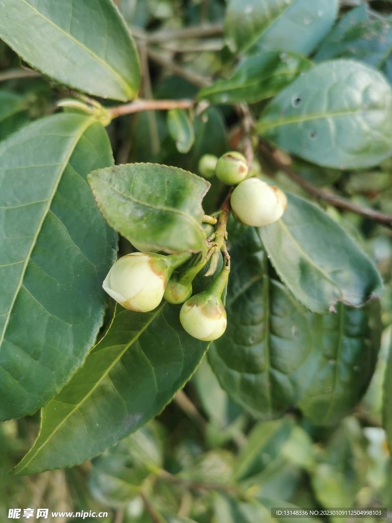 山茶花