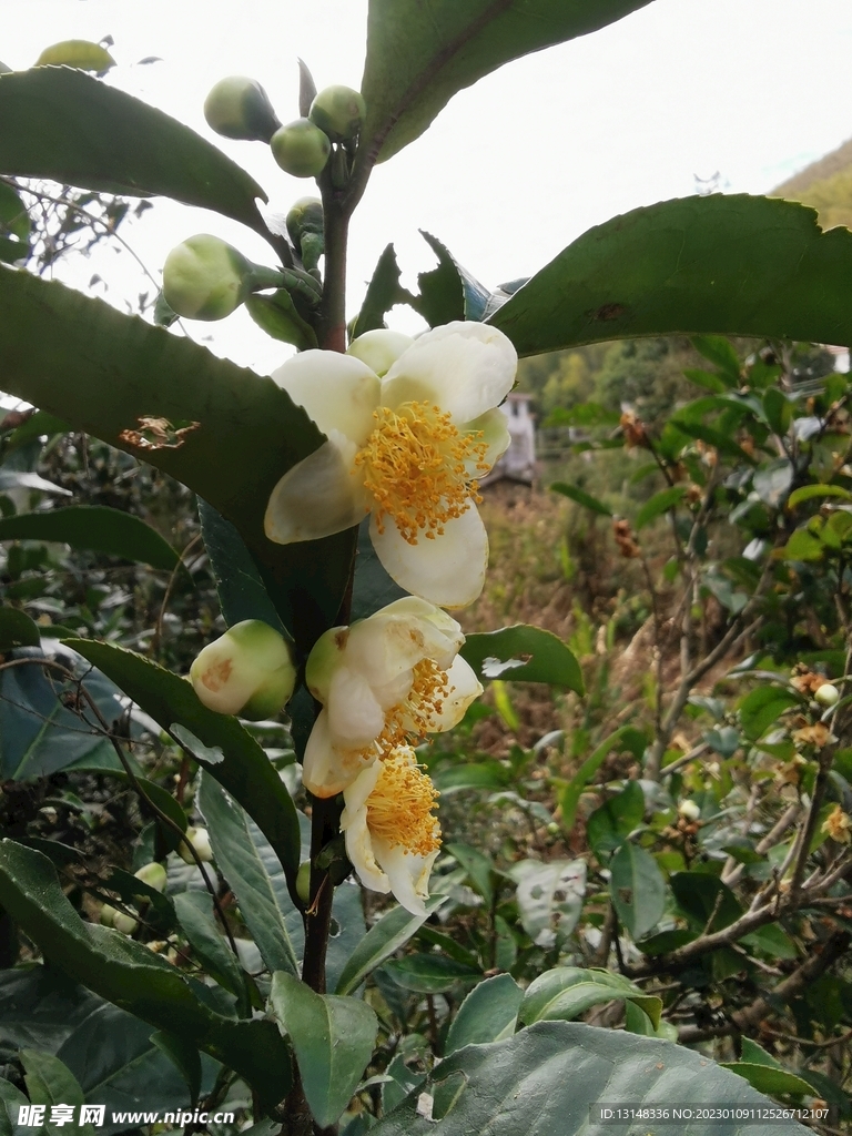 山茶花