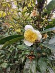 山茶花