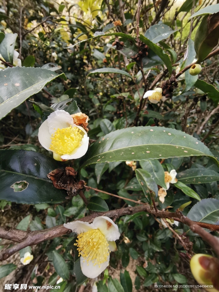 山茶花