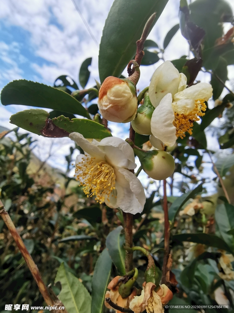 山茶花