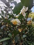 山茶花