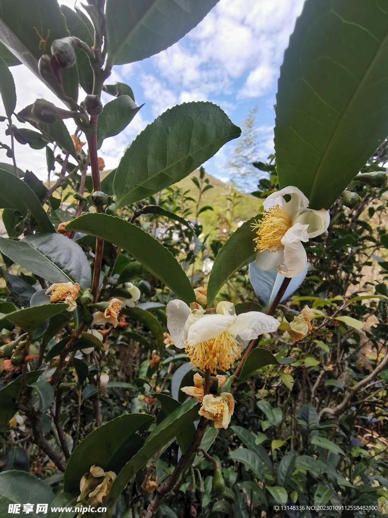 山茶花