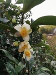 山茶花