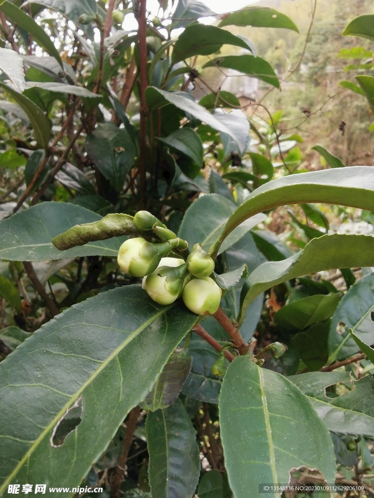 山茶花