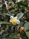 山茶花
