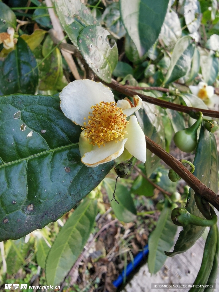 山茶花