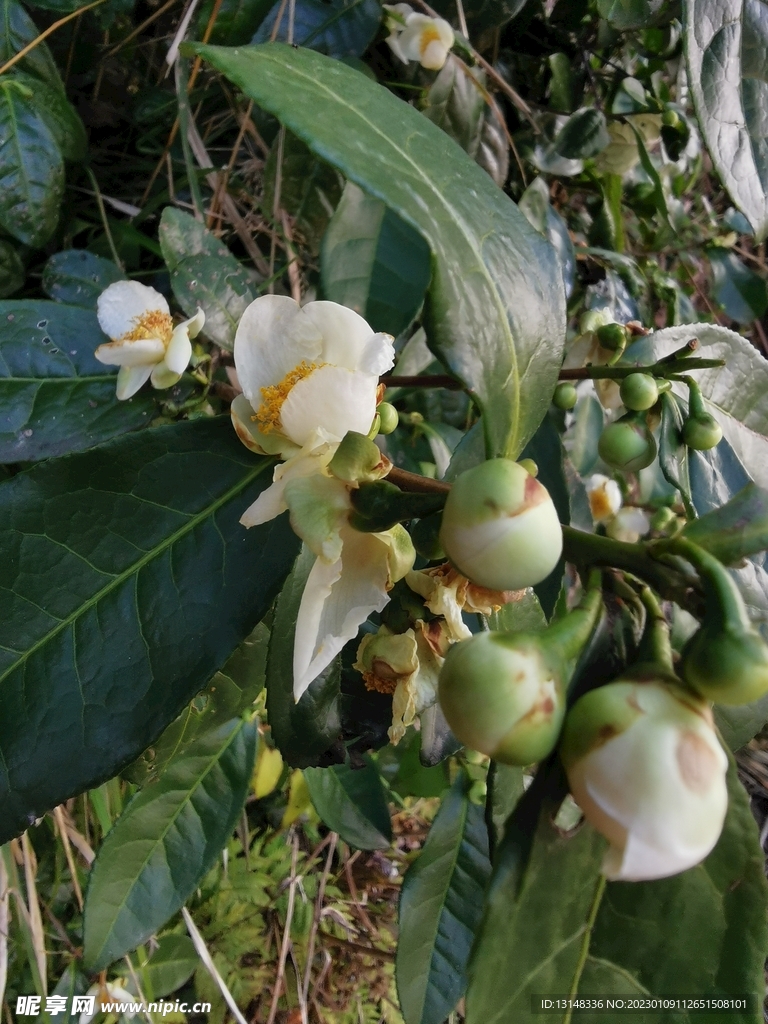 山茶花