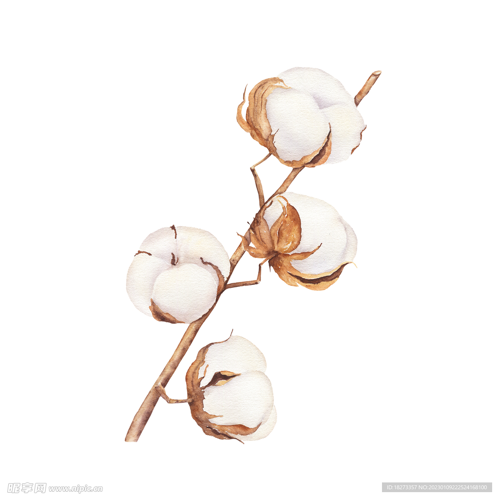 棉花