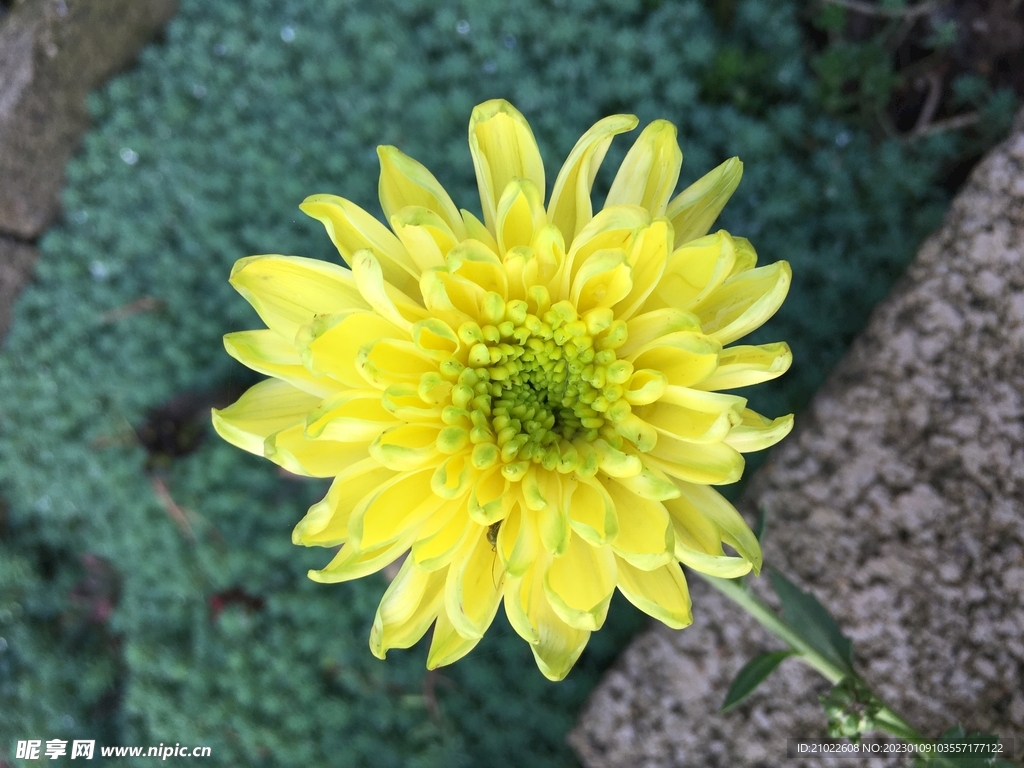 菊花