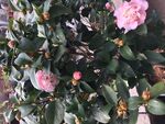 茶花