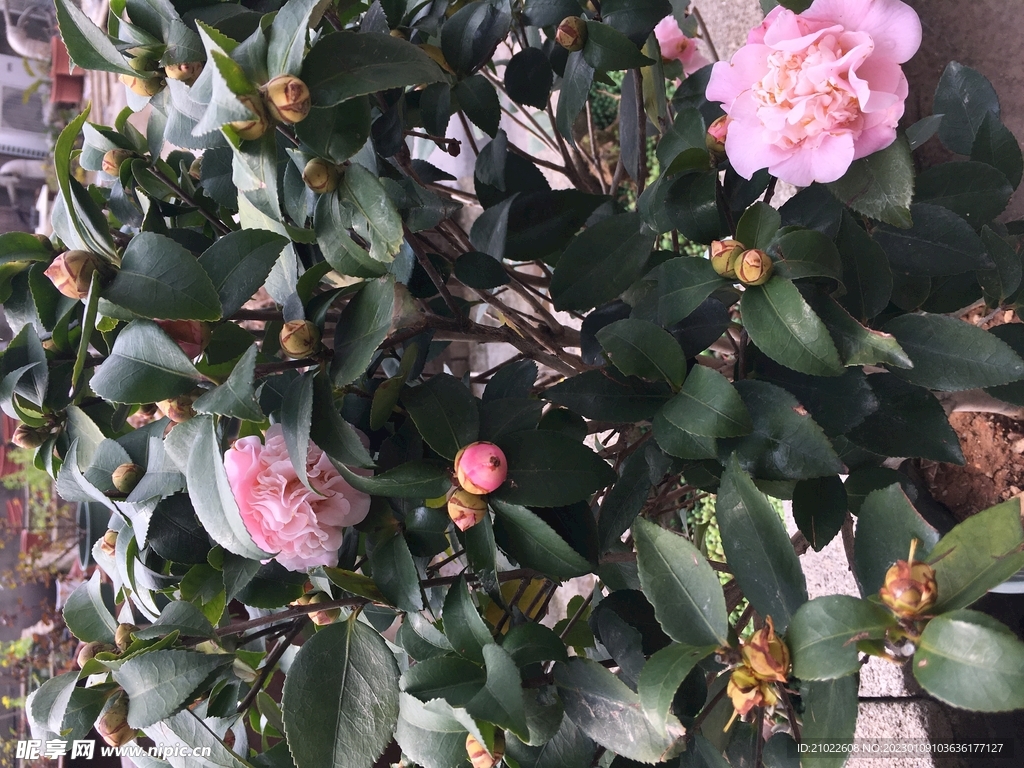 茶花