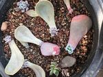 多肉植物繁殖