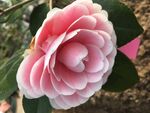 茶花