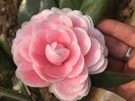 茶花