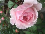月季花玫瑰花