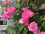 月季花玫瑰花