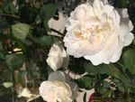 月季花玫瑰花