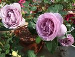 月季花 玫瑰花