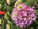 绣球花