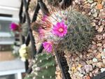 仙人球开花