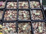 生石花多肉植物