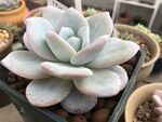 多肉植物雪莲