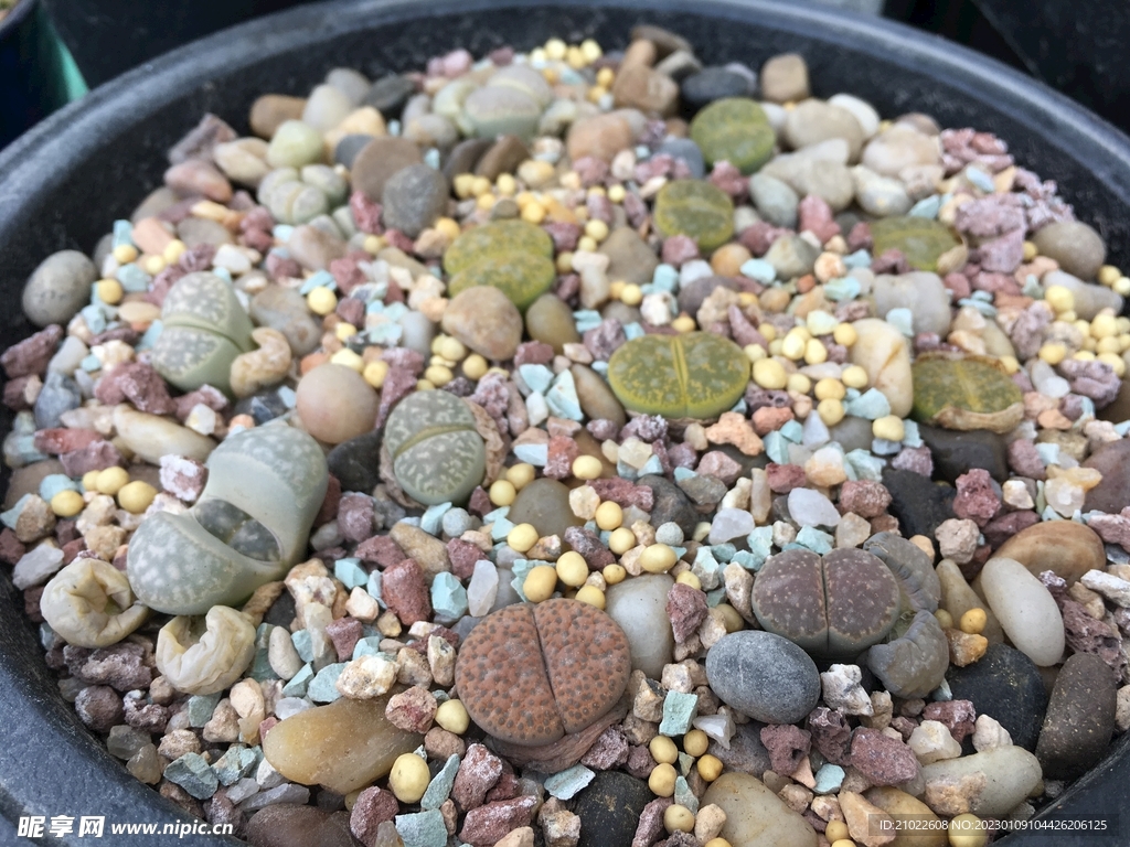 生石花多肉植物