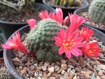 仙人球开花