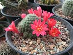 仙人球开花
