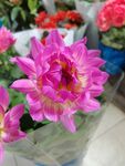 高山杜鹃花