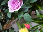 粉色茶花 
