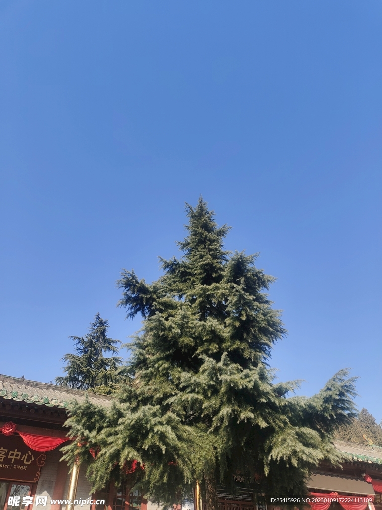 树