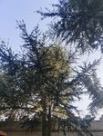 树