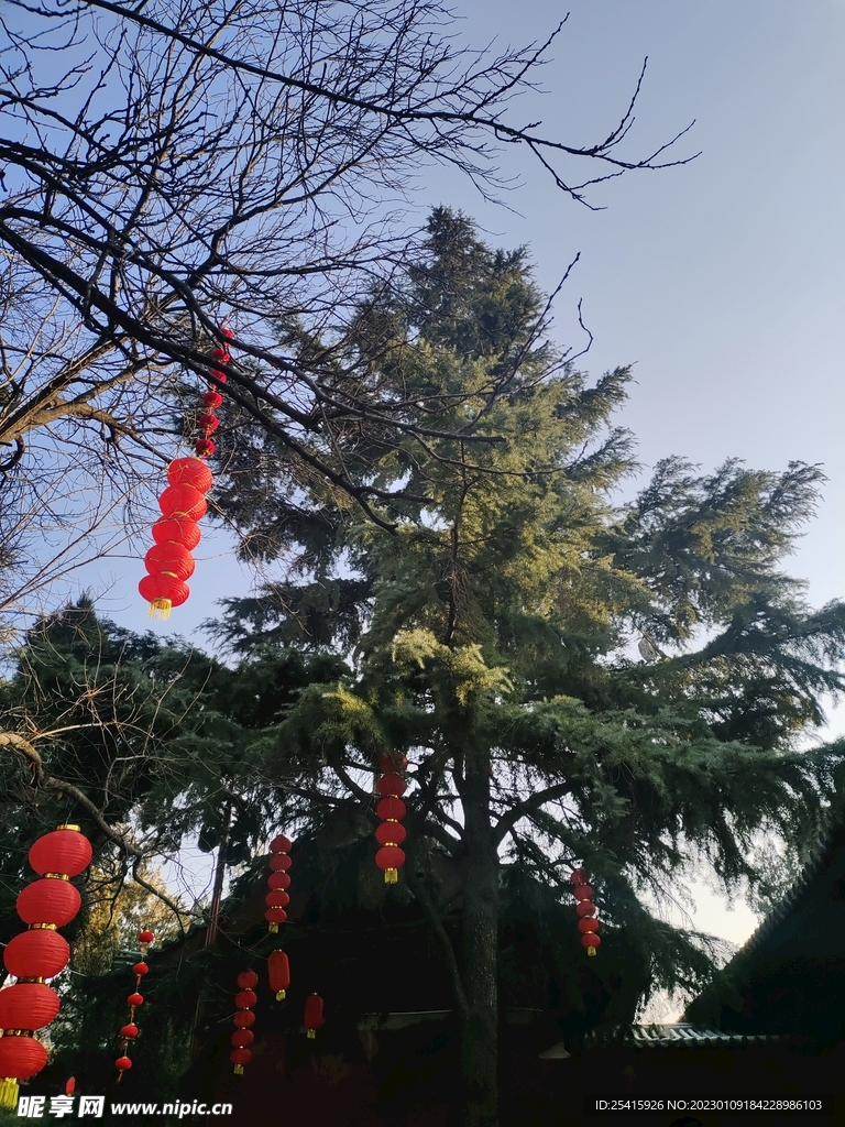 树
