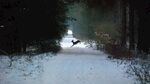 鹿雪地