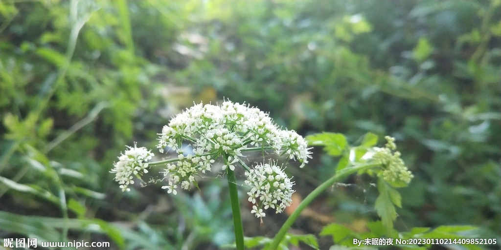 野芹菜花