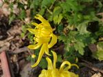 菊花摄影 