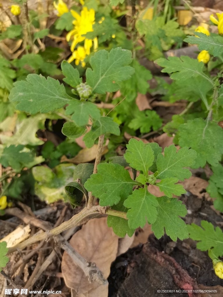 菊花 