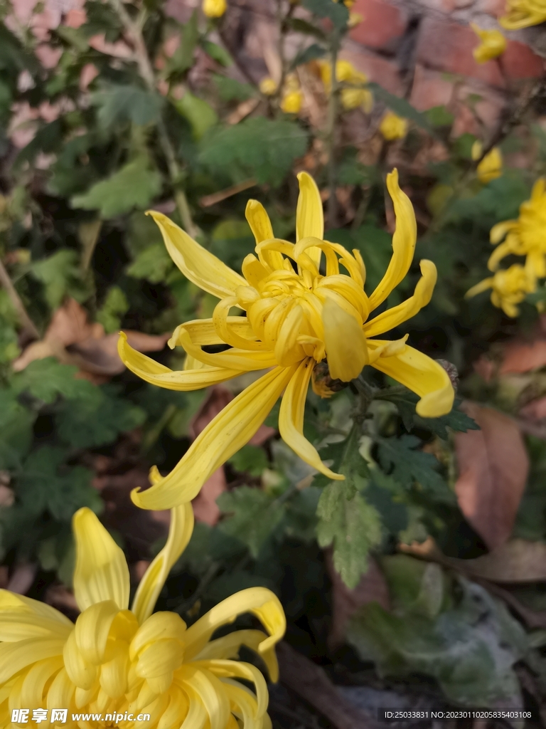 黄色菊花 
