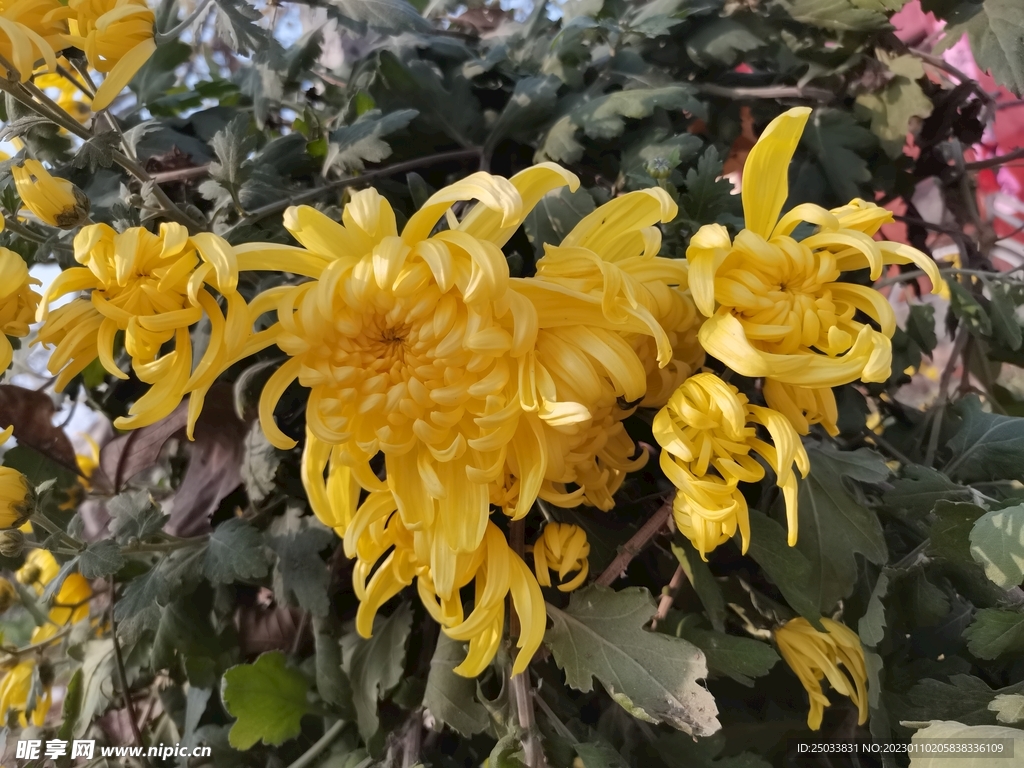 菊花 